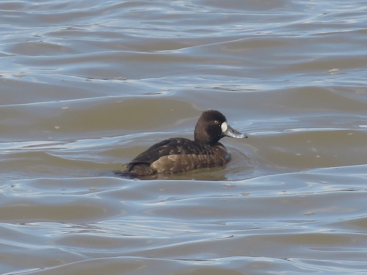 Lesser Scaup - ML631816855