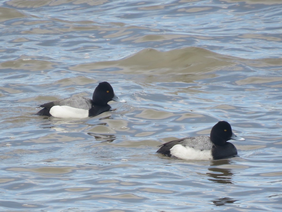 Lesser Scaup - ML631816856