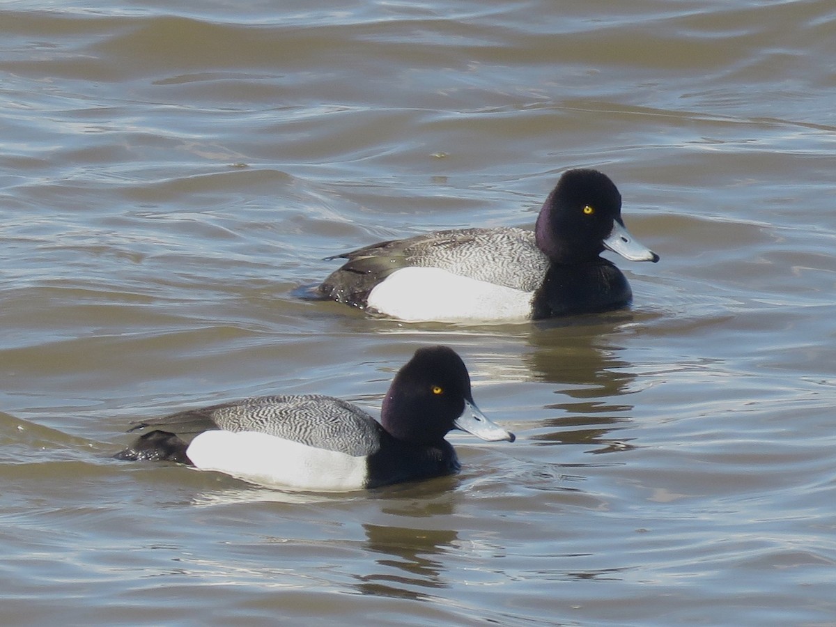 Lesser Scaup - ML631816857