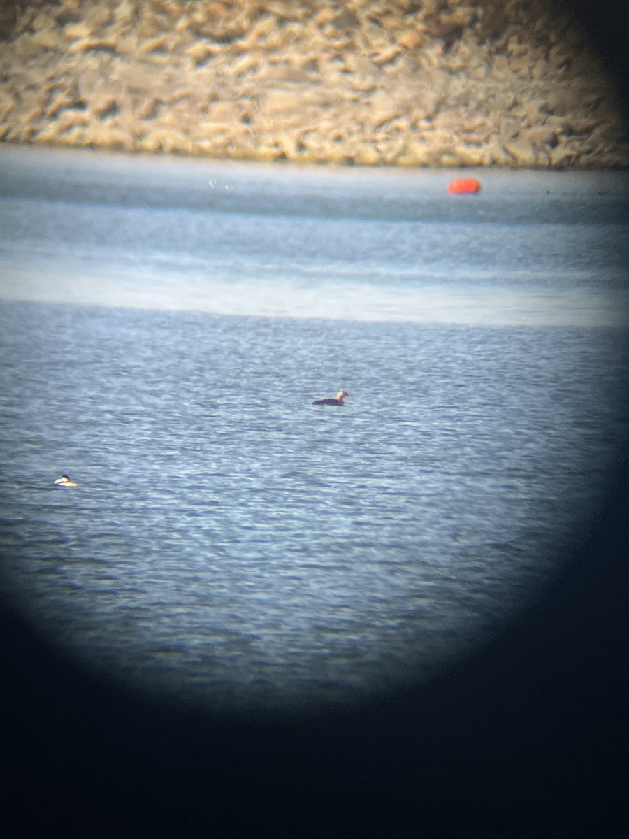 Pacific Loon - ML631816881