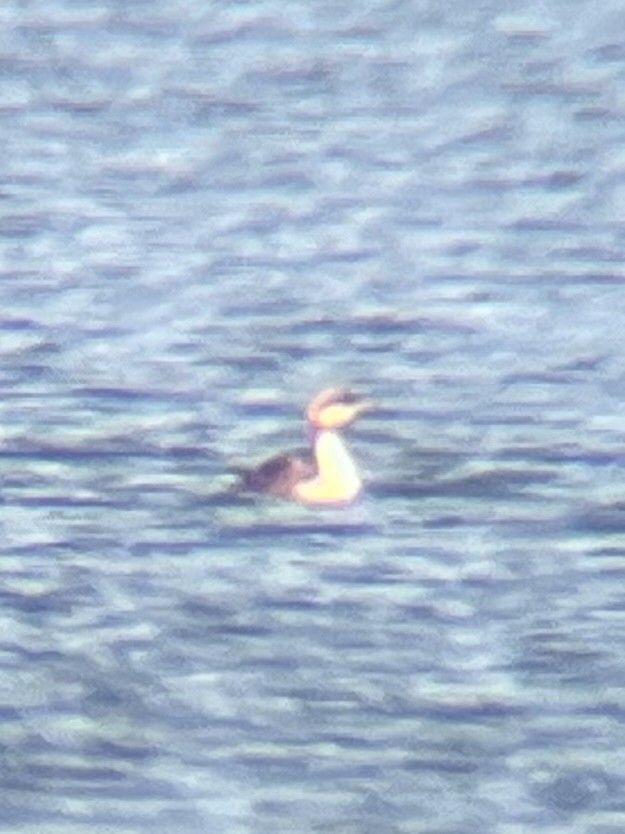 Pacific Loon - ML631816883