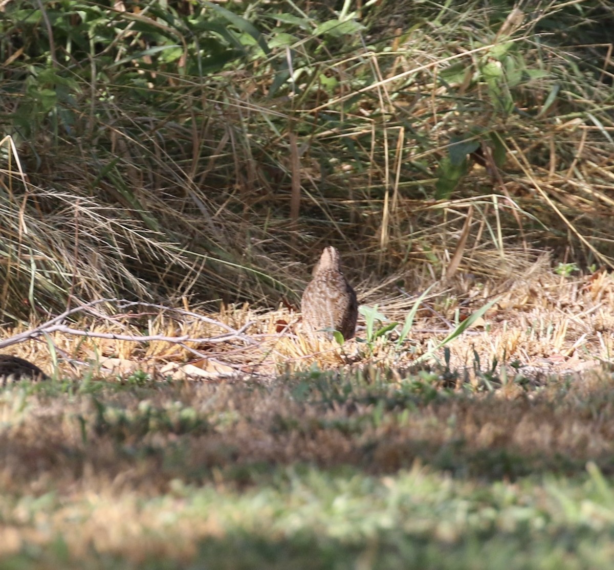 Brown Quail - ML631816905