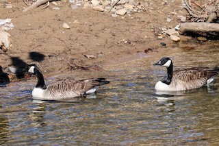 Canada Goose - Mary Barritt