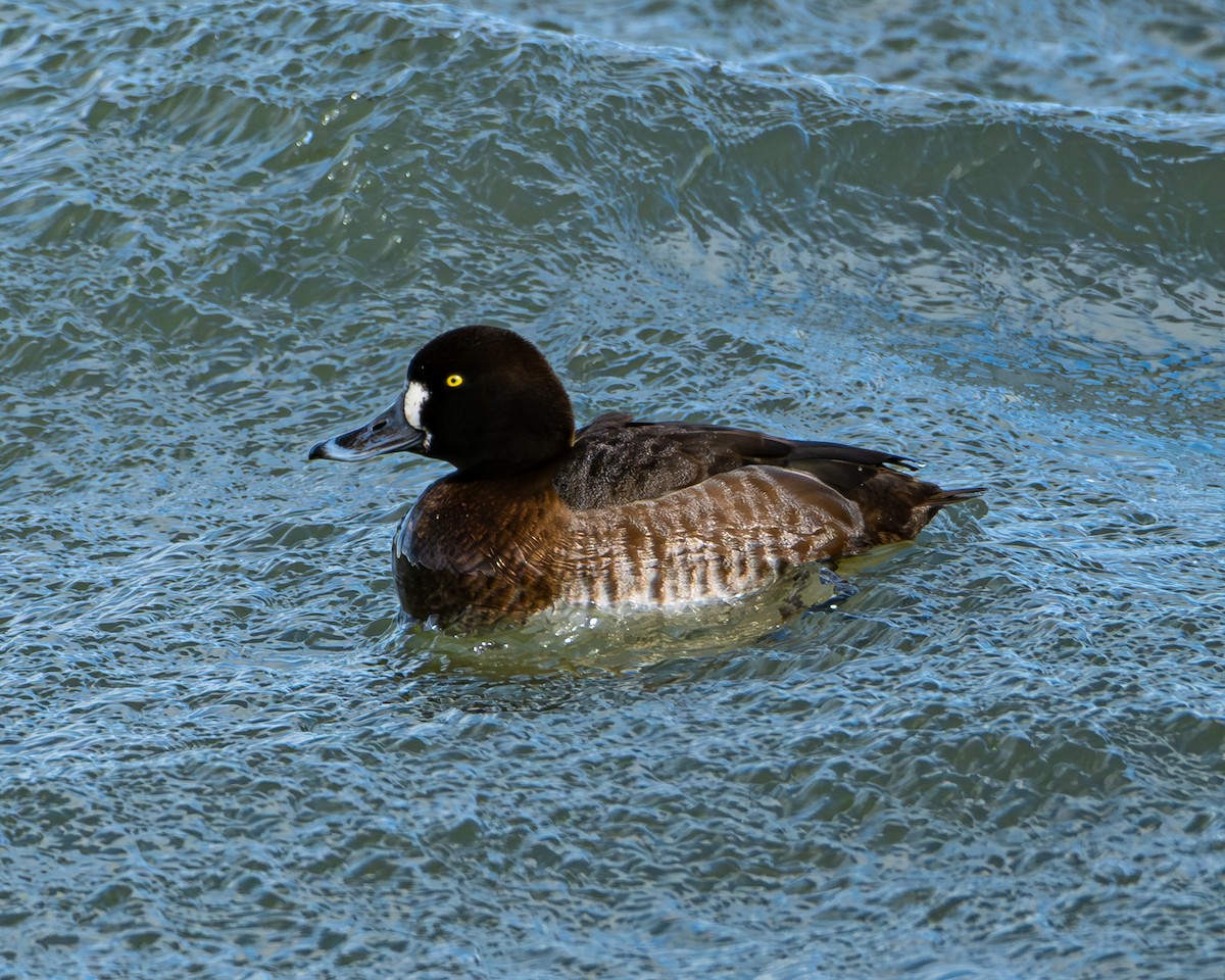 Greater Scaup - ML631817070