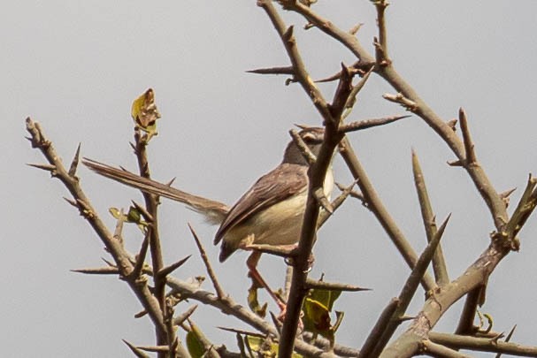 Pale Prinia - ML631817091