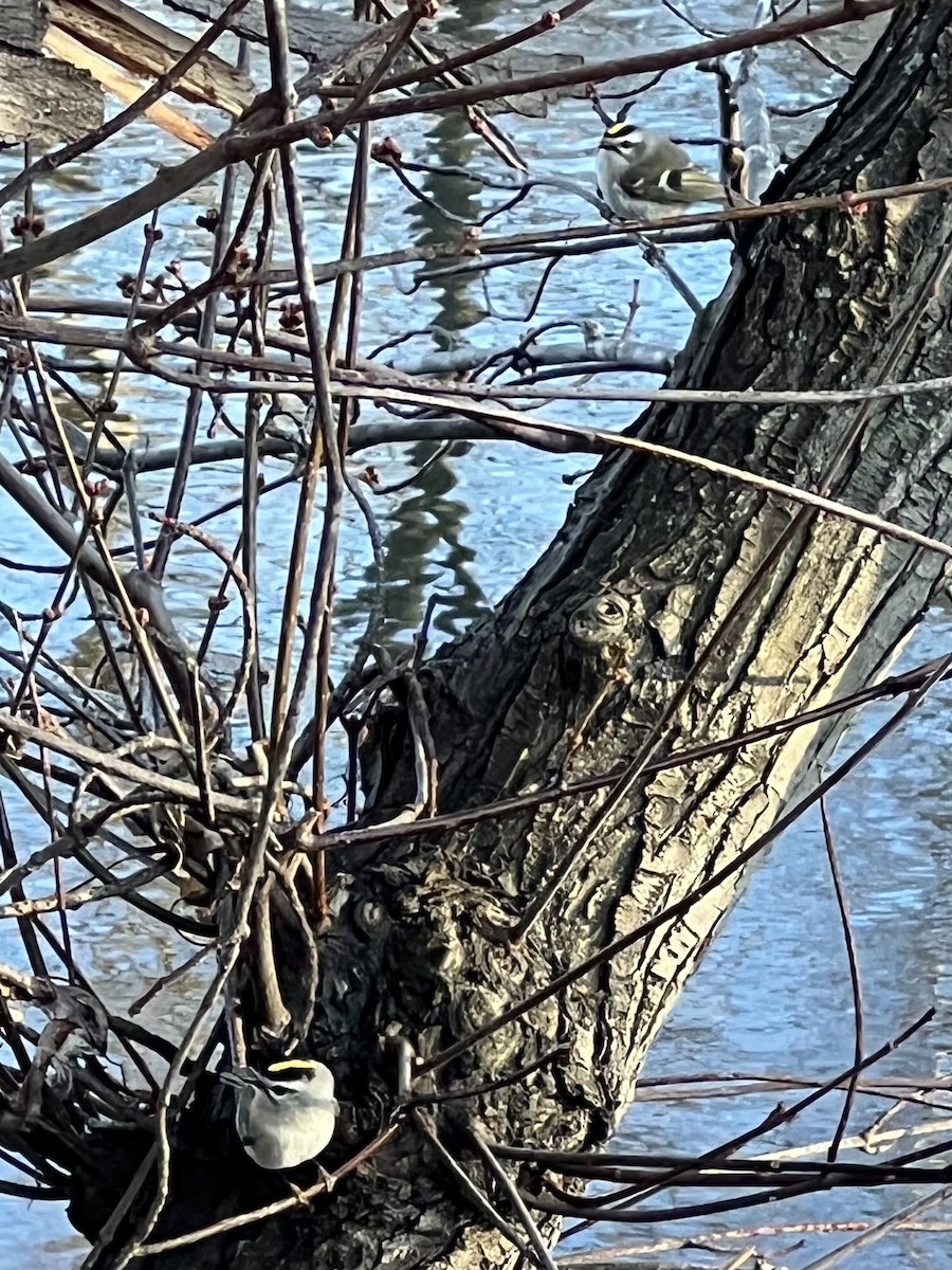 Golden-crowned Kinglet - ML631817217