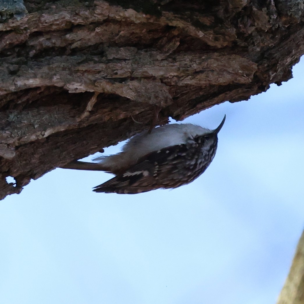 Brown Creeper - ML631817241