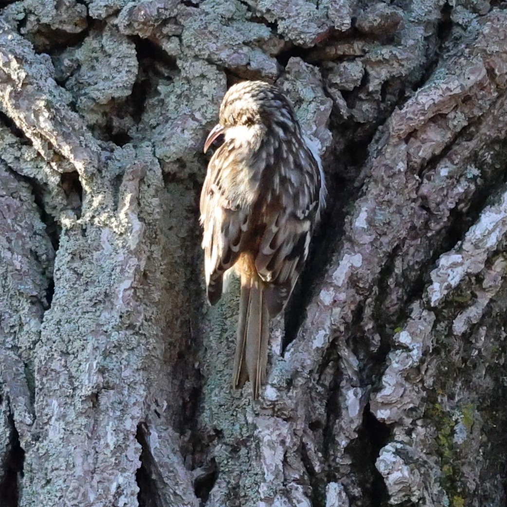 Brown Creeper - ML631817242