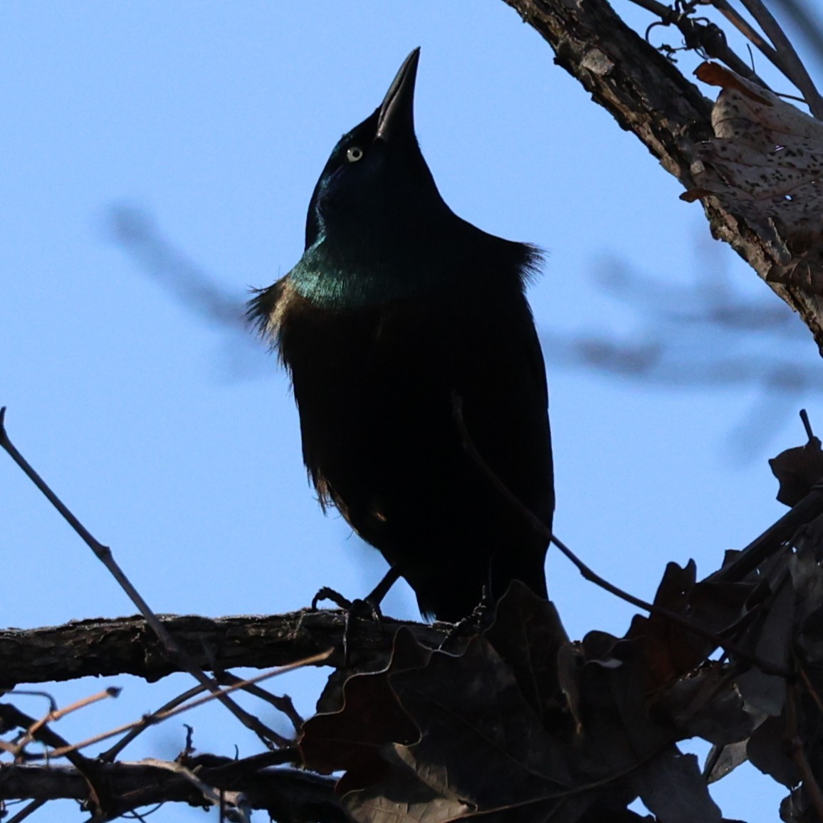 Common Grackle - ML631817291
