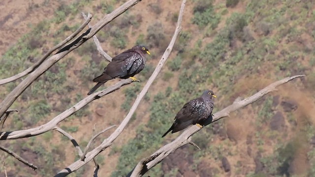 Rameron Pigeon - ML631817336