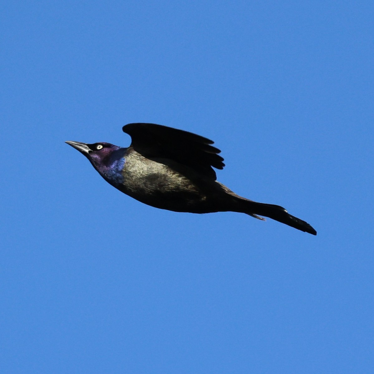 Common Grackle (Bronzed) - ML631817441