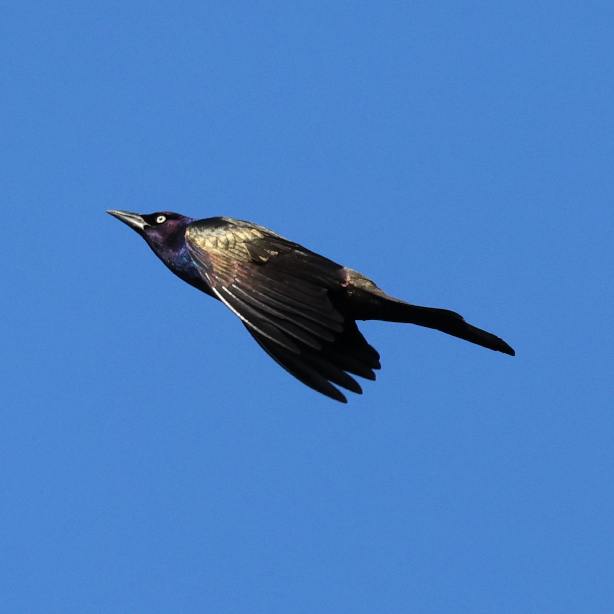 Common Grackle (Bronzed) - ML631817442