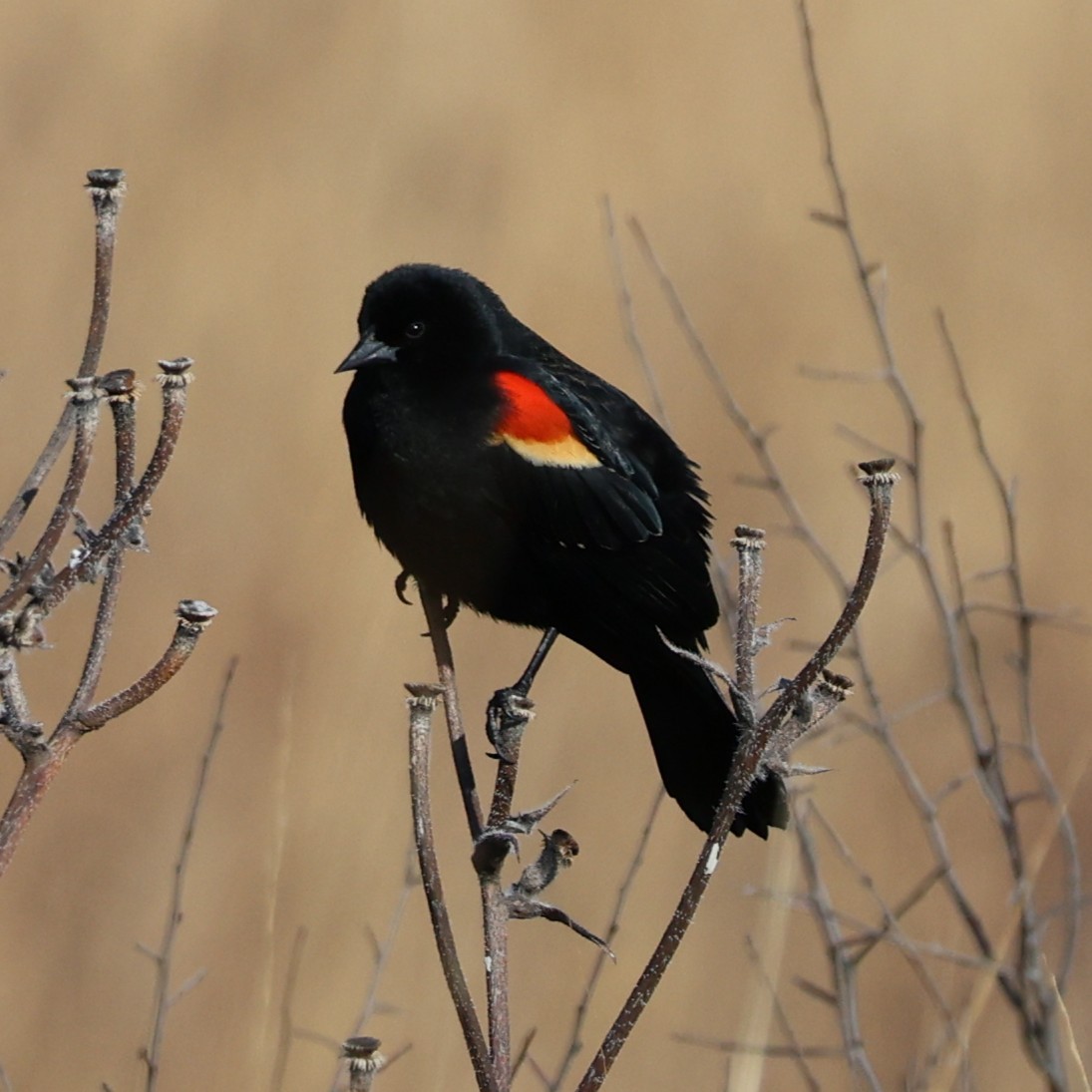 Red-winged Blackbird - ML631817561