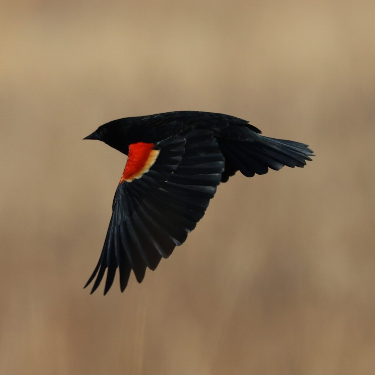 Red-winged Blackbird - ML631817562