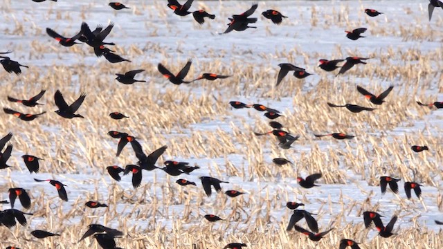 Red-winged Blackbird - ML631817636