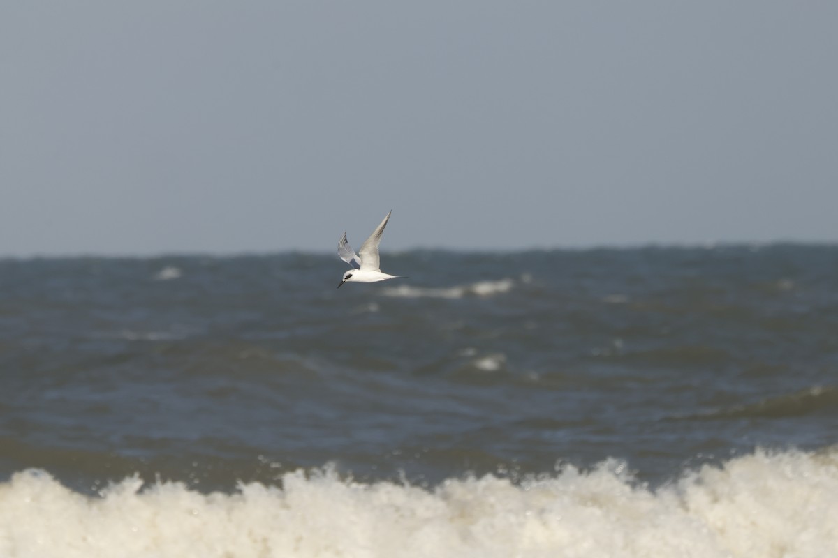 Forster's Tern - ML631817666