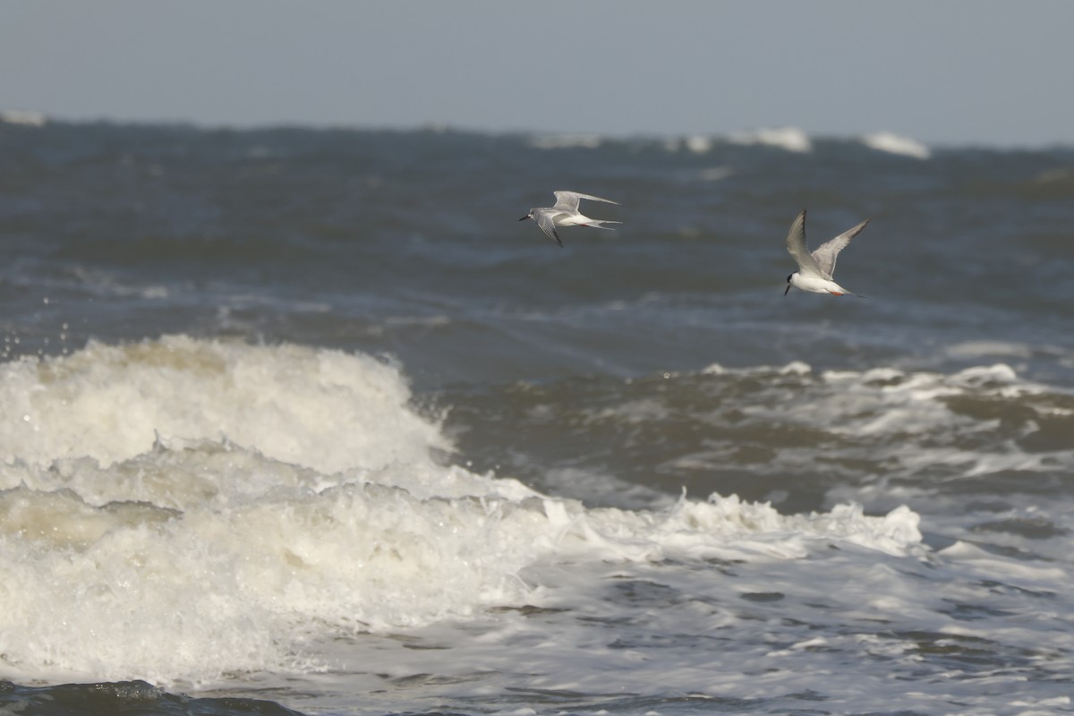 Forster's Tern - ML631817681
