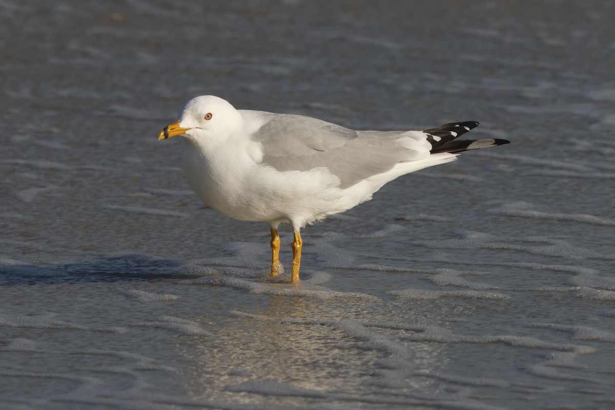 Ring-billed Gull - ML631817729