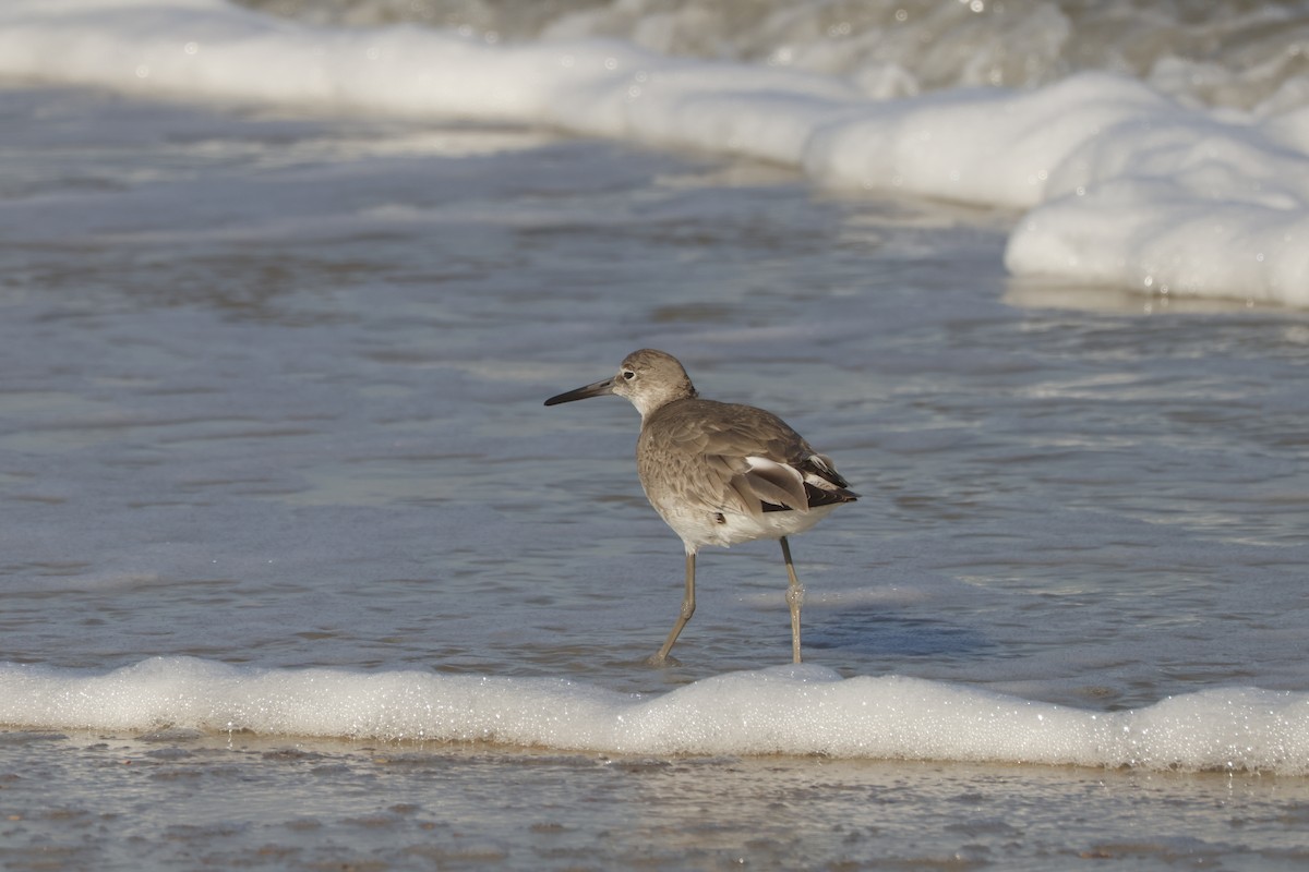 Willet - ML631817764
