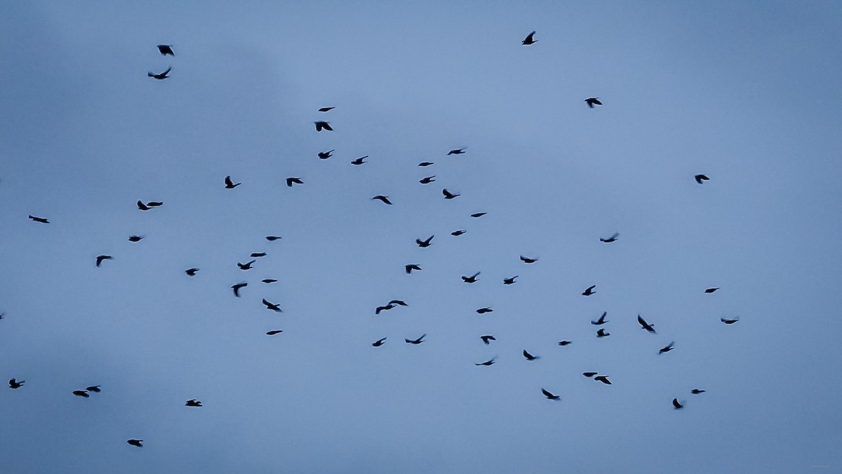 Eurasian Jackdaw - ML631817765