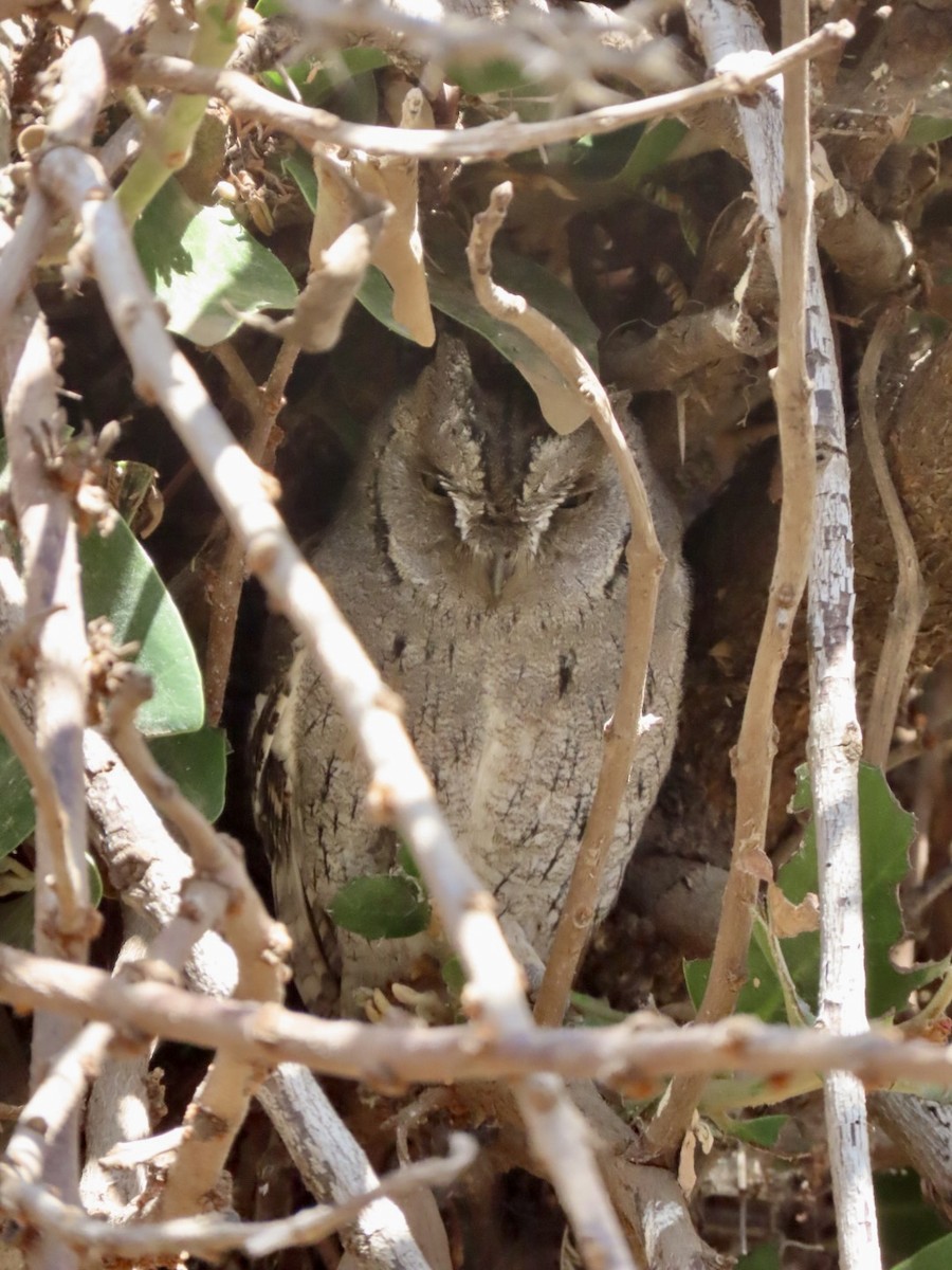 Arabian Scops-Owl - ML631817807