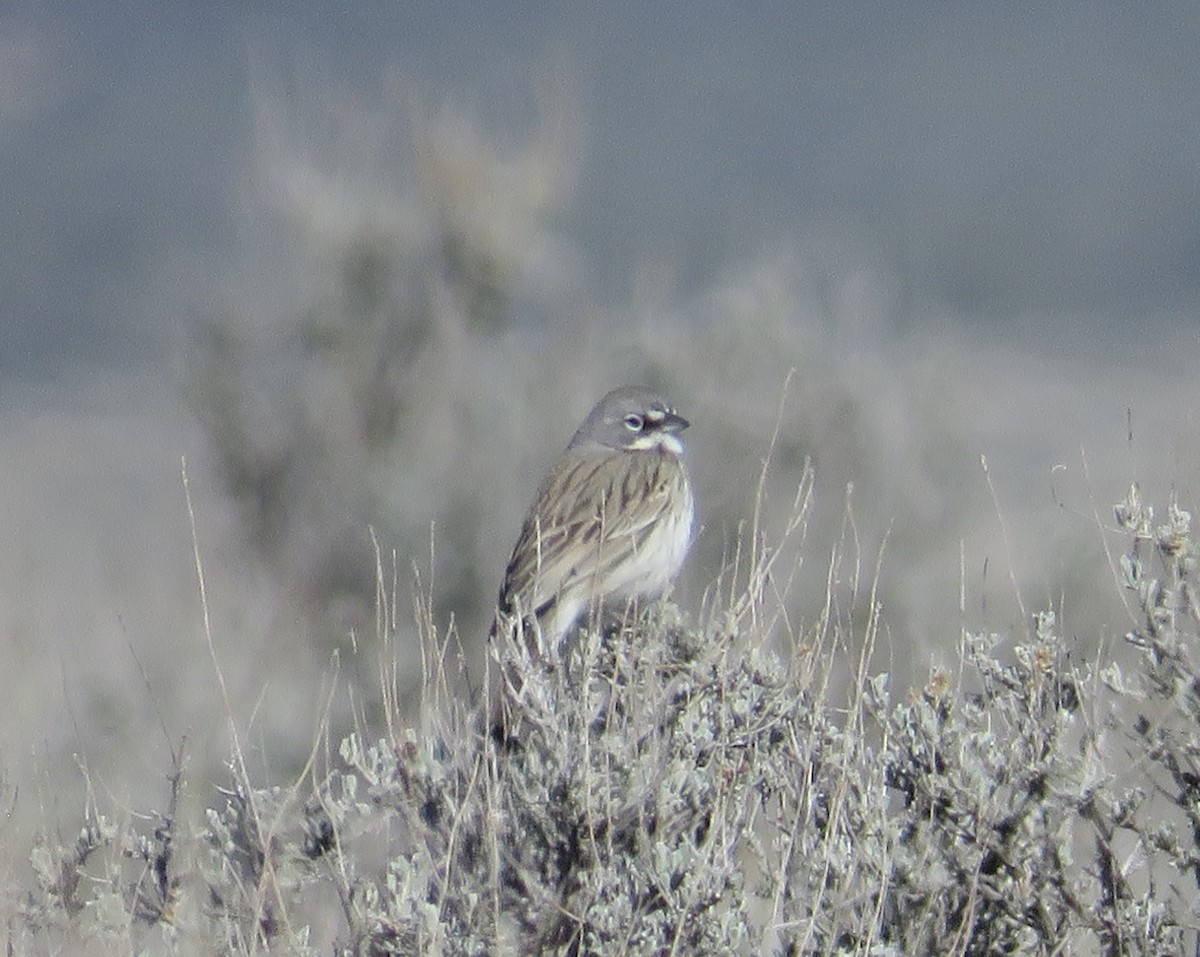 Sagebrush Sparrow - ML631817817
