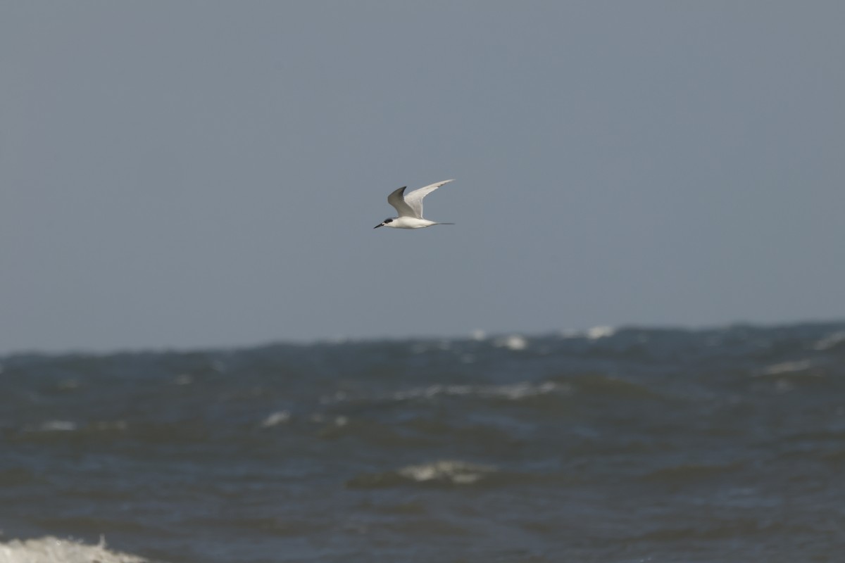Forster's Tern - ML631817835