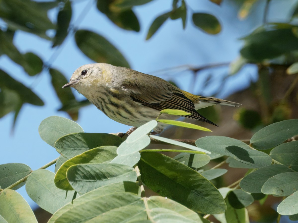 Cape May Warbler - ML631817889