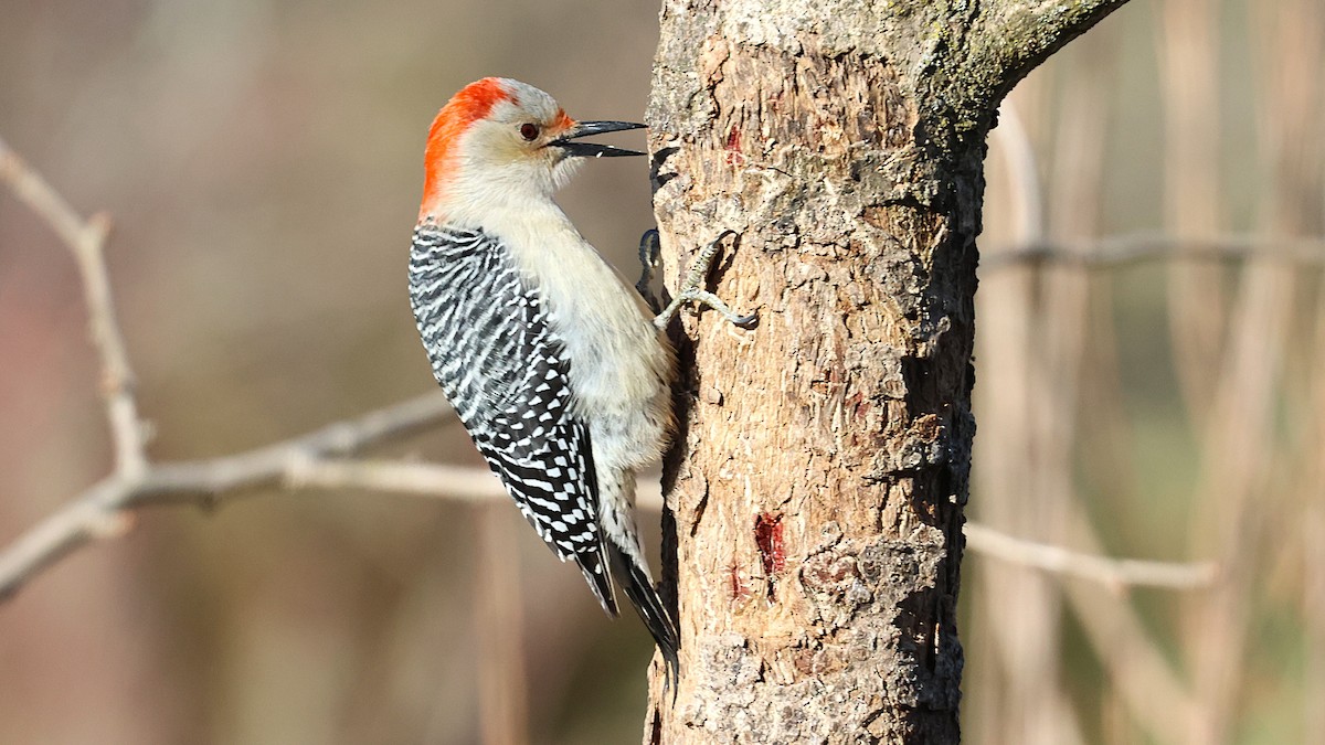 シマセゲラ - ML631818008