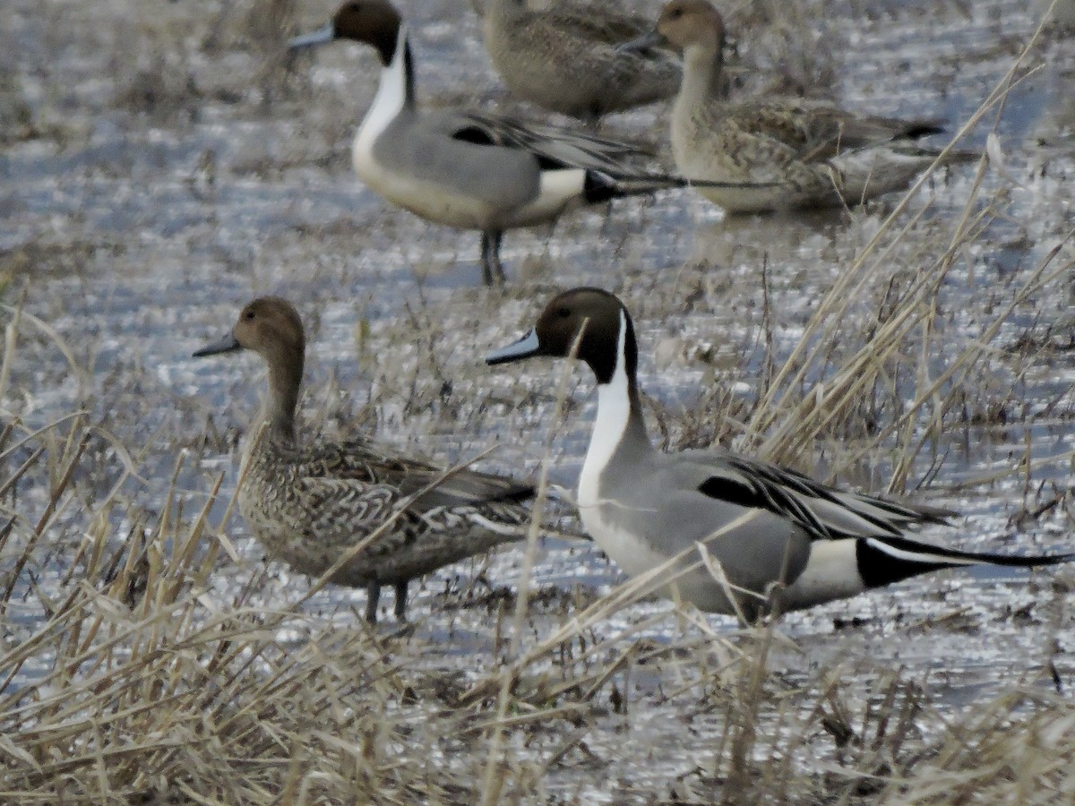 Northern Pintail - ML631818072