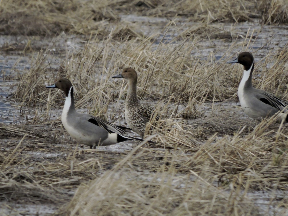 Northern Pintail - ML631818073