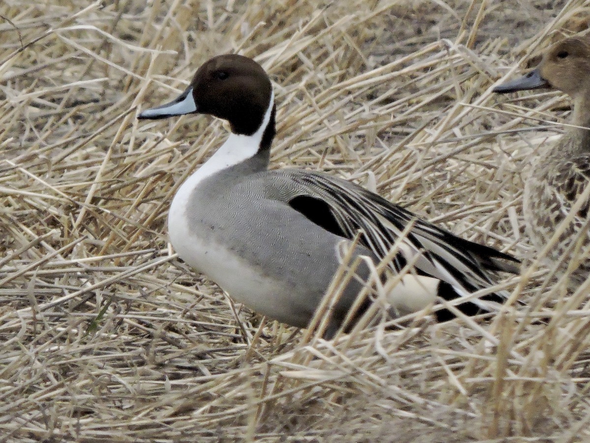 Northern Pintail - ML631818074