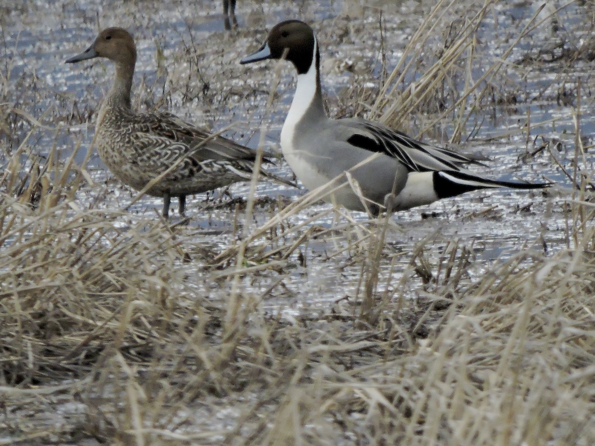 Northern Pintail - ML631818077