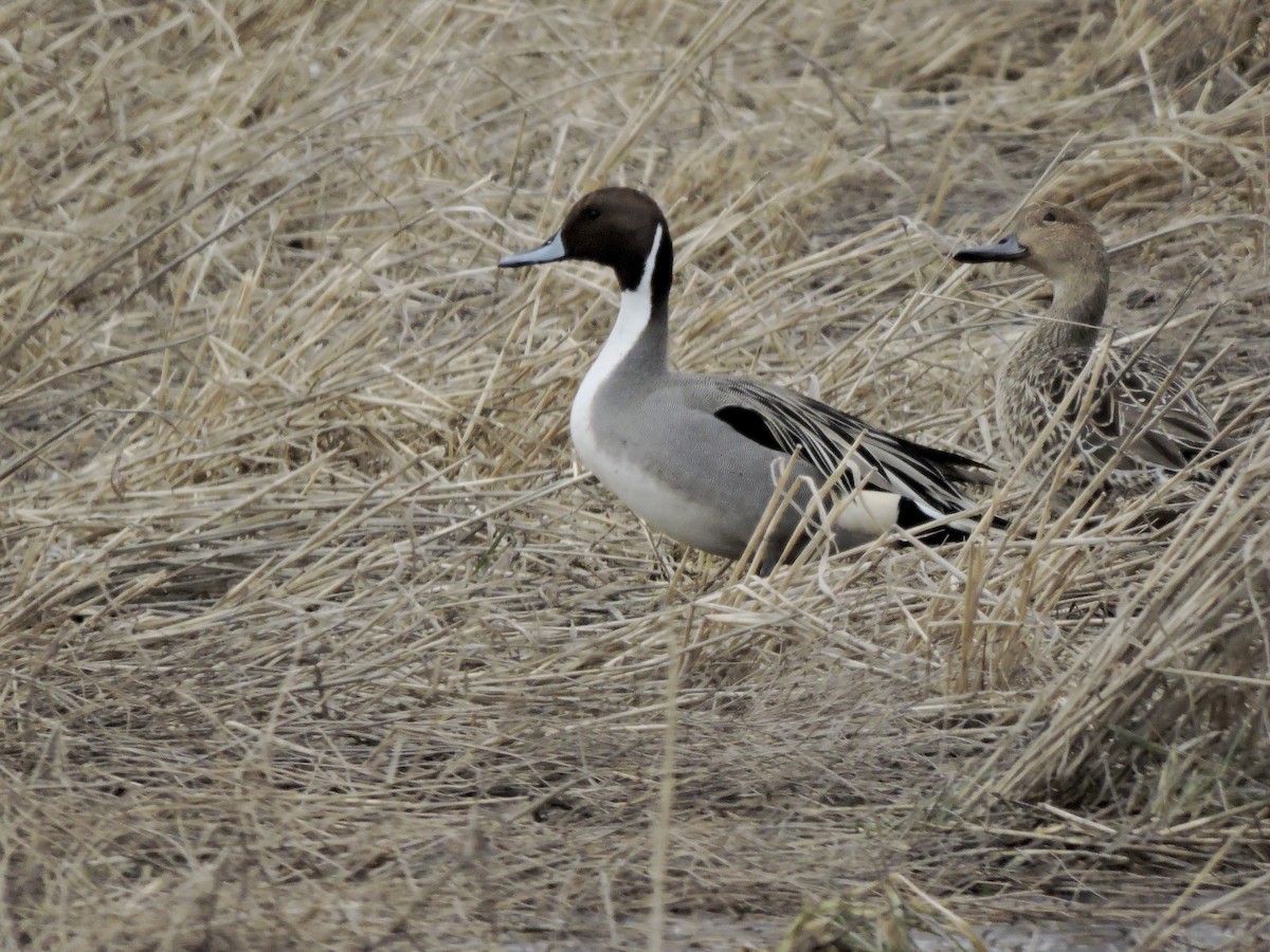 Northern Pintail - ML631818078