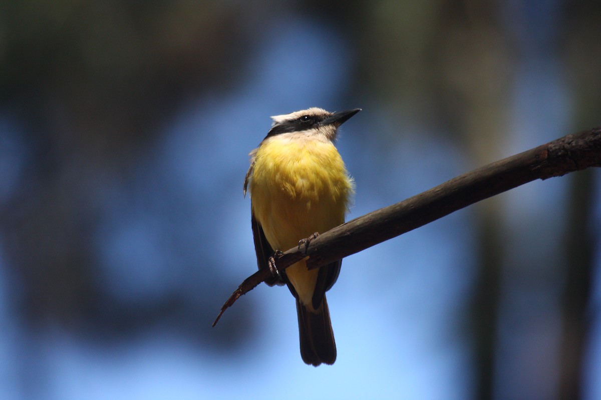Great Kiskadee - ML631818141