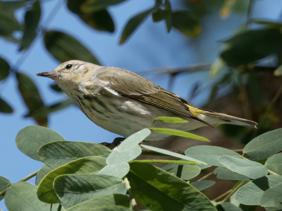 Cape May Warbler - ML631818146