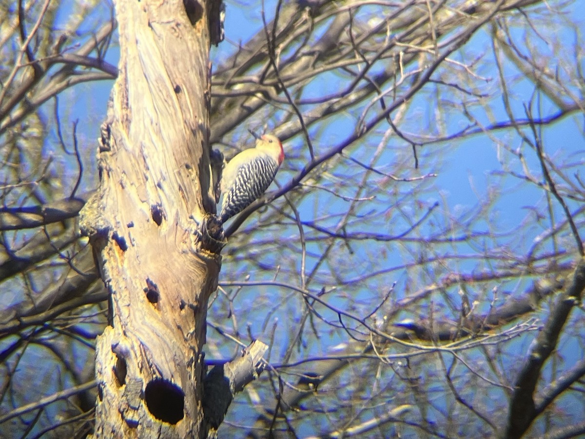 Red-bellied Woodpecker - ML631818148