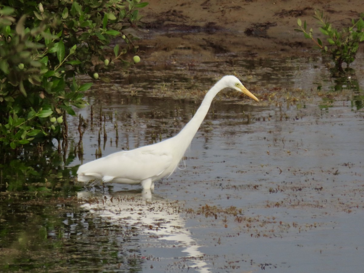 Yellow-billed Egret - ML631818285