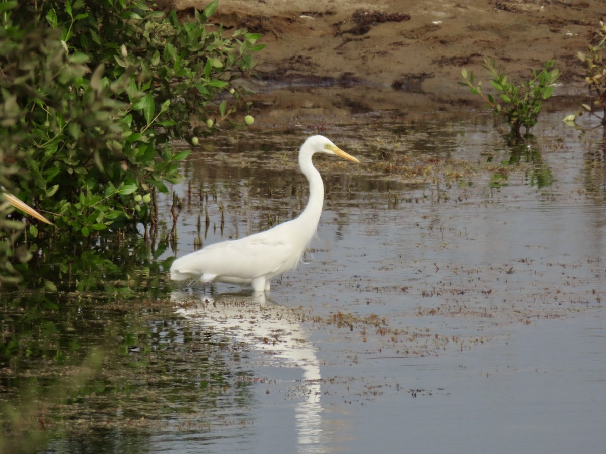 Yellow-billed Egret - ML631818287