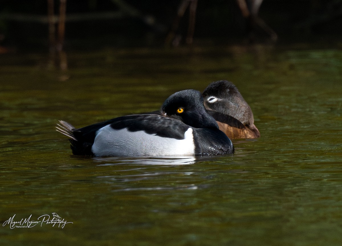 צולל צווארון - ML631818319