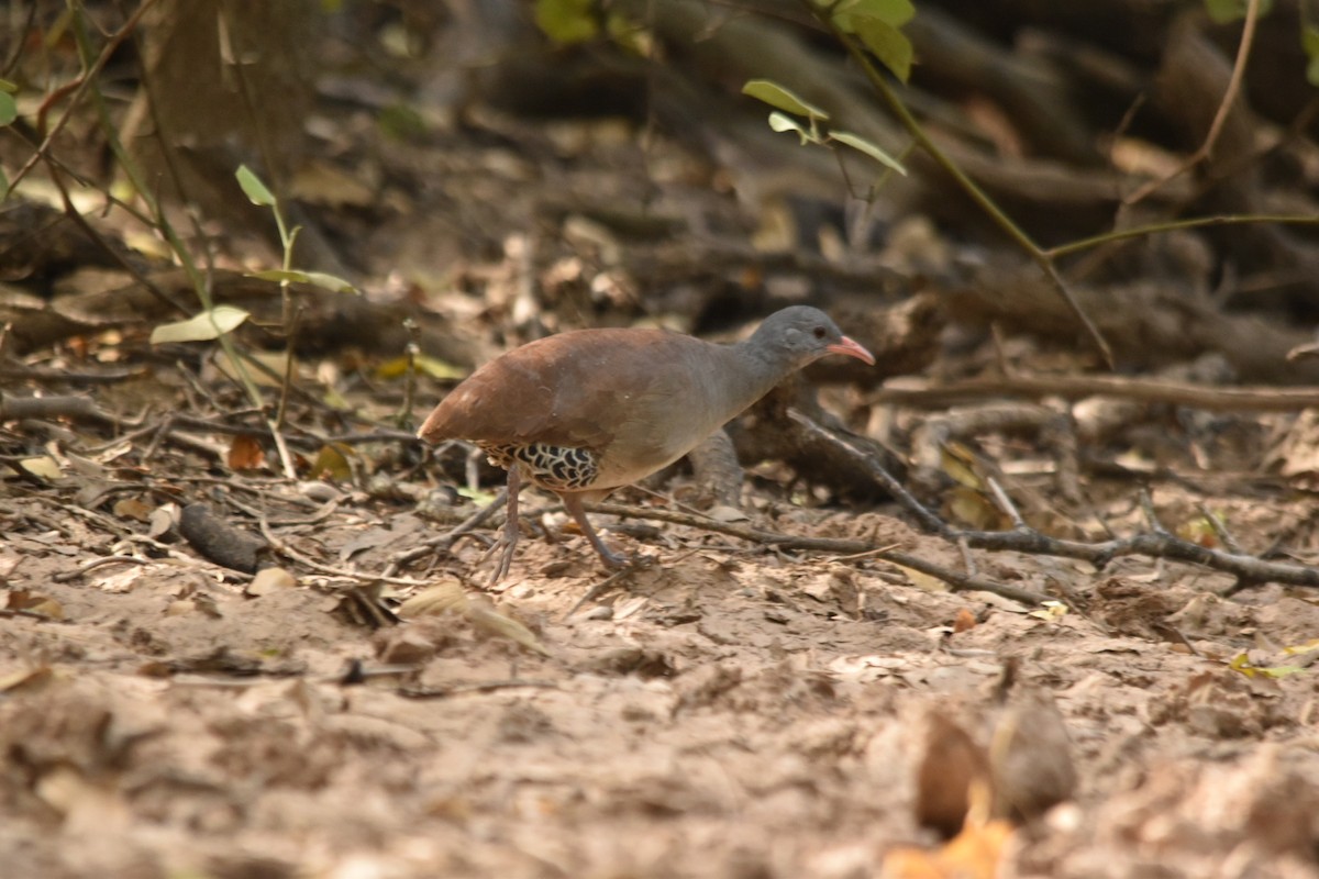 Tataupa Tinamou - ML631818426