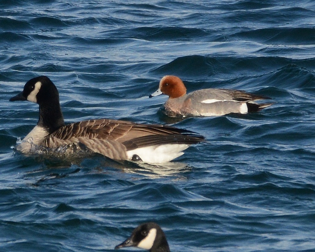 Eurasian Wigeon - ML631818478