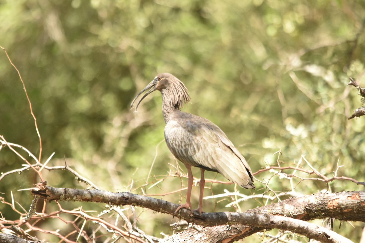 Plumbeous Ibis - ML631818506