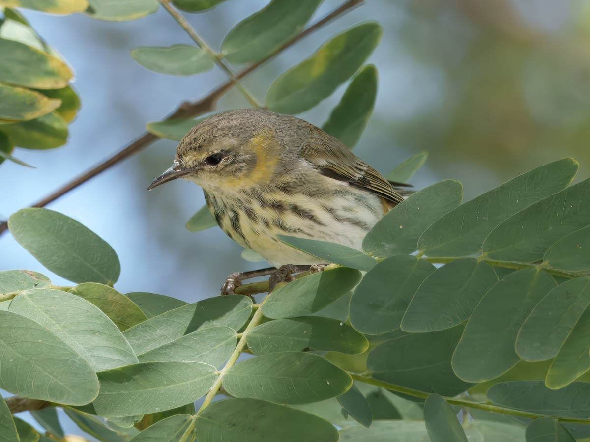 Cape May Warbler - ML631818507