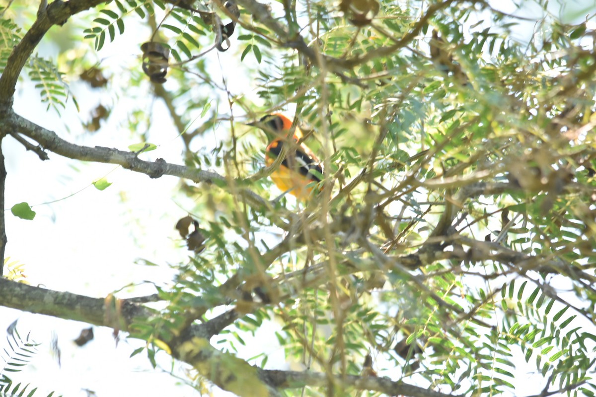 Orange-backed Troupial - ML631818555