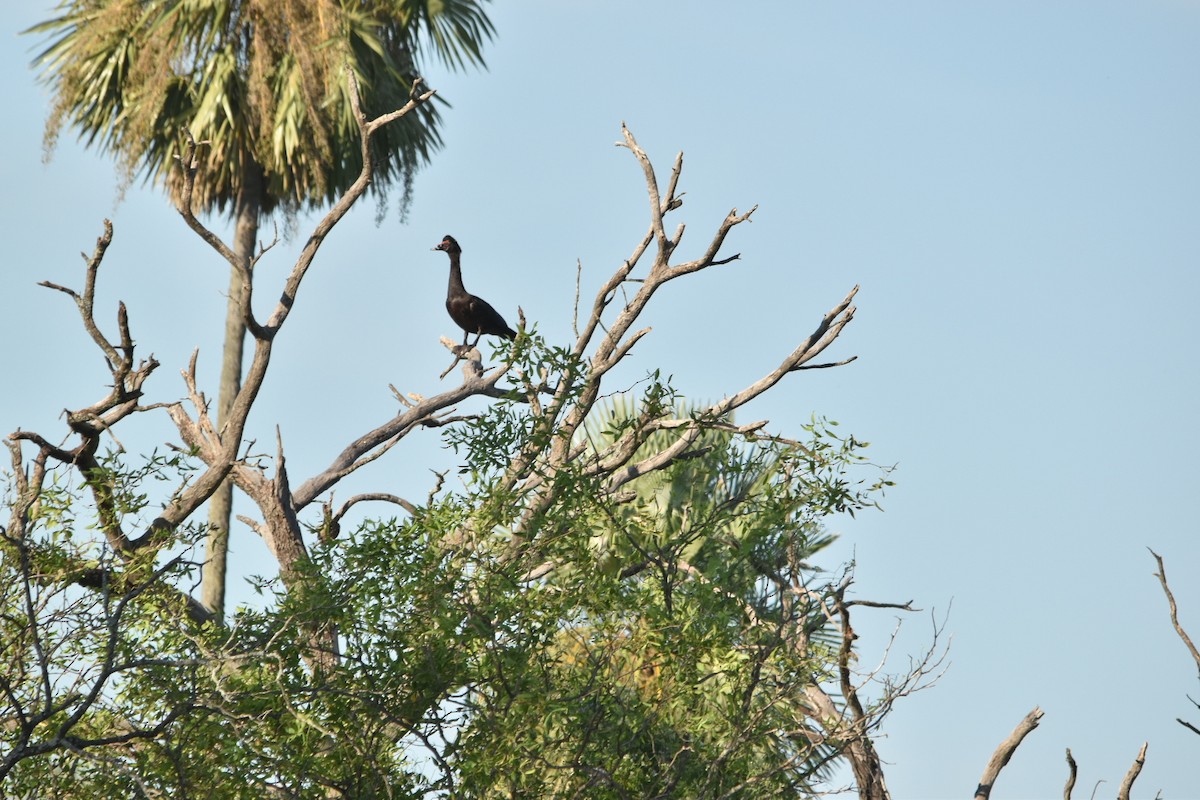 Muscovy Duck - ML631818634