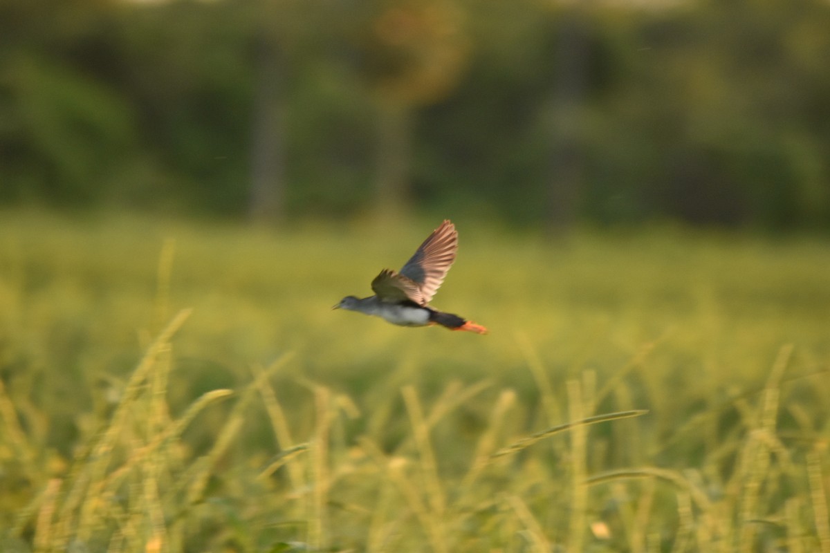 Azure Gallinule - ML631818664
