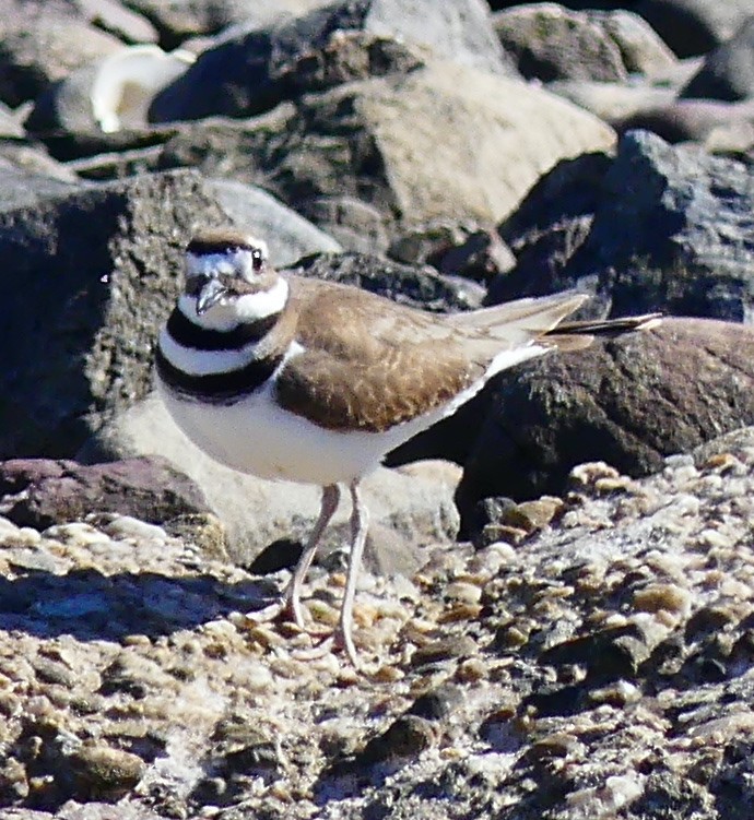 Killdeer - ML631818704