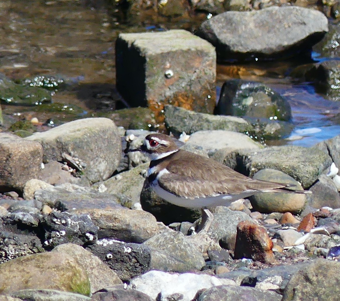 Killdeer - ML631818705