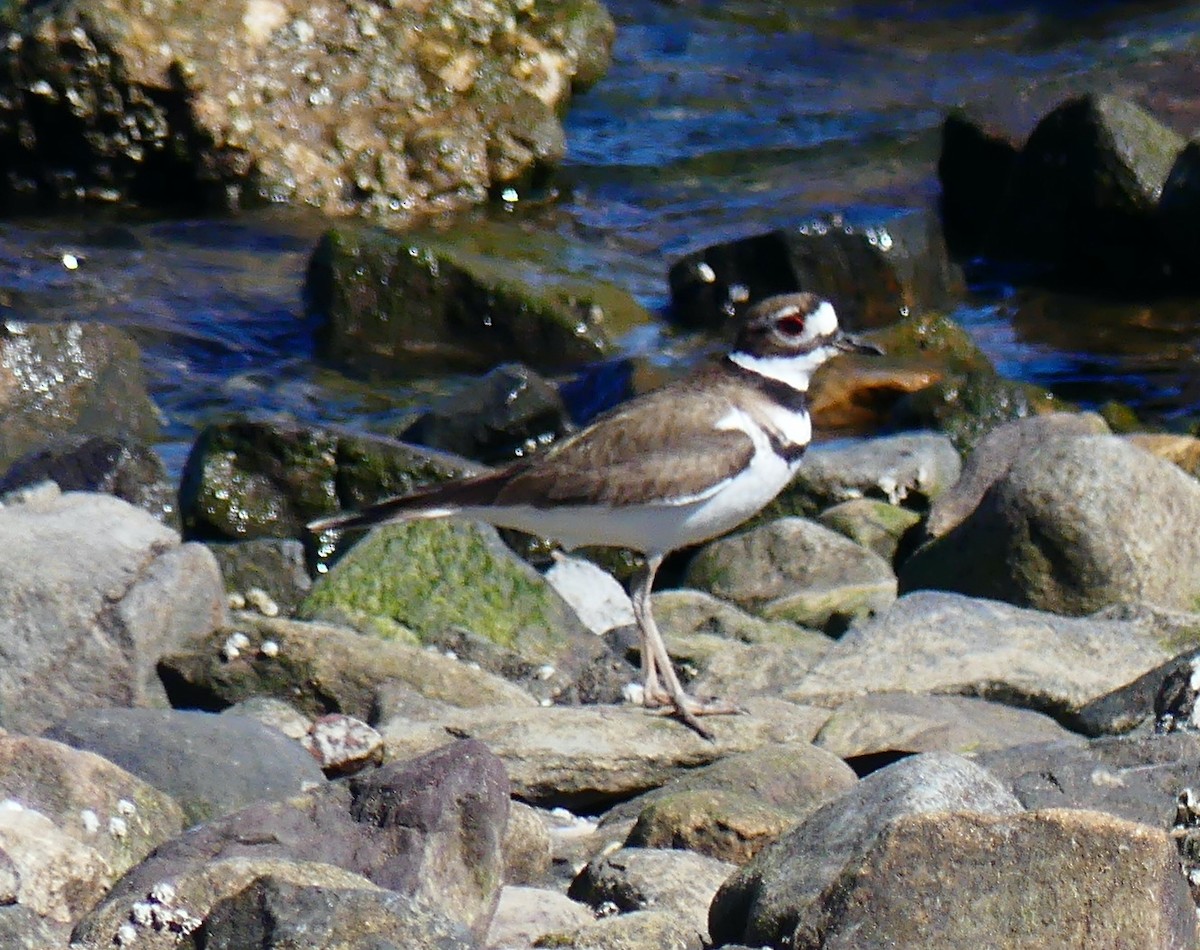Killdeer - ML631818706